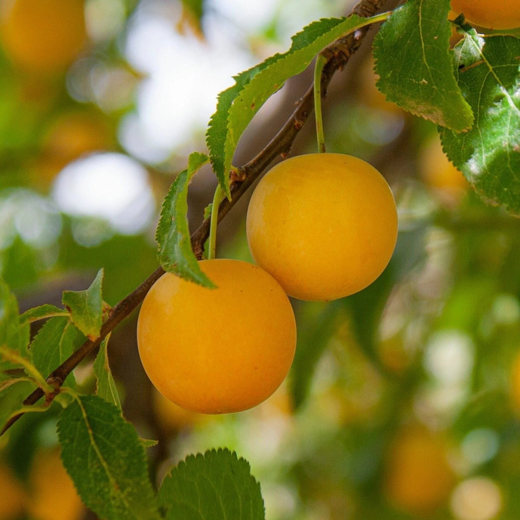 Mirabelle Plum Seeds for Fruit Planting  Perennial Spring Growth