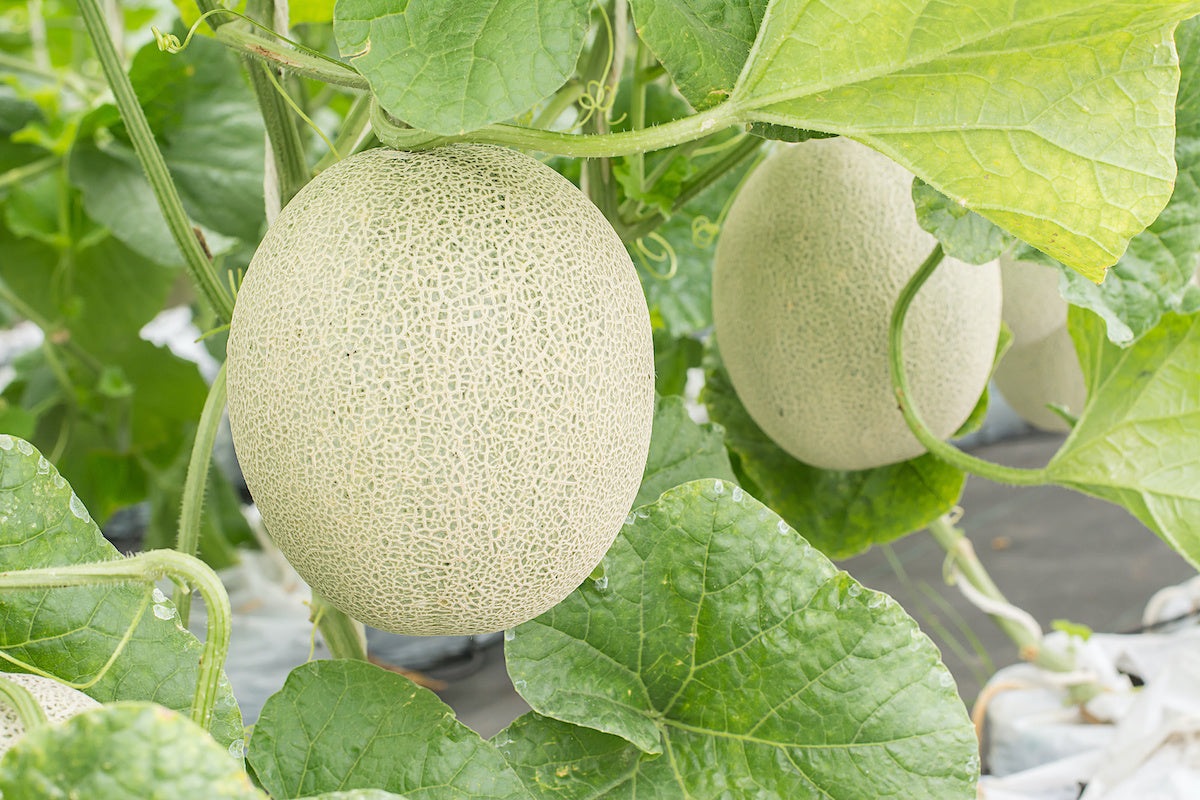 Planting Green Honeydew Melon Seeds, Easy Growing Instructions