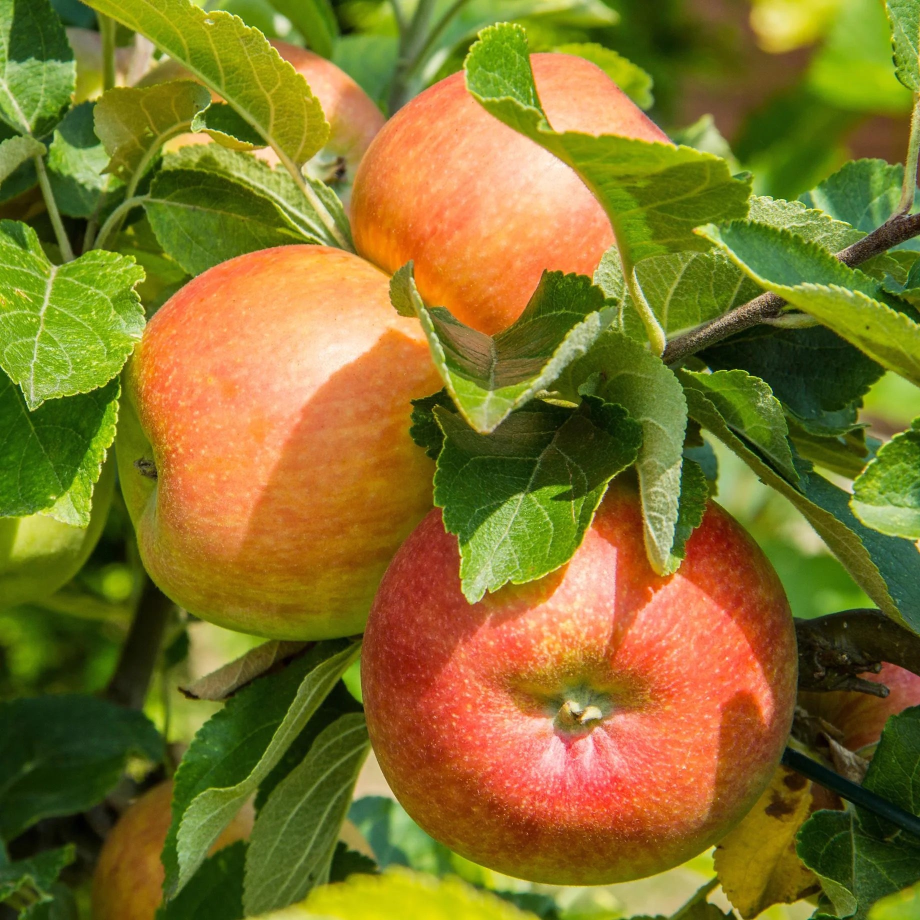 Apple Seeds for Planting - Grow Fresh Fruit