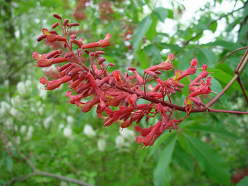 Aesculus Pavia Flower seeds for Planting - Compact Growth, Heirloom & GMO Free Seeds for Home Garden