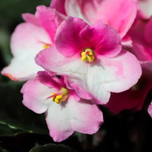 Pink White African Violet or Saintpaulia ionantha. Flower seeds for Planting - Cottage Garden Essential, Heirloom & GMO Free Seeds for Home Garden