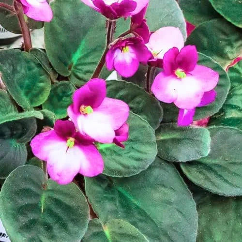 Pink White African Violet or Saintpaulia ionantha. Flower seeds for Planting - Cottage Garden Essential, Heirloom & GMO Free Seeds for Home Garden