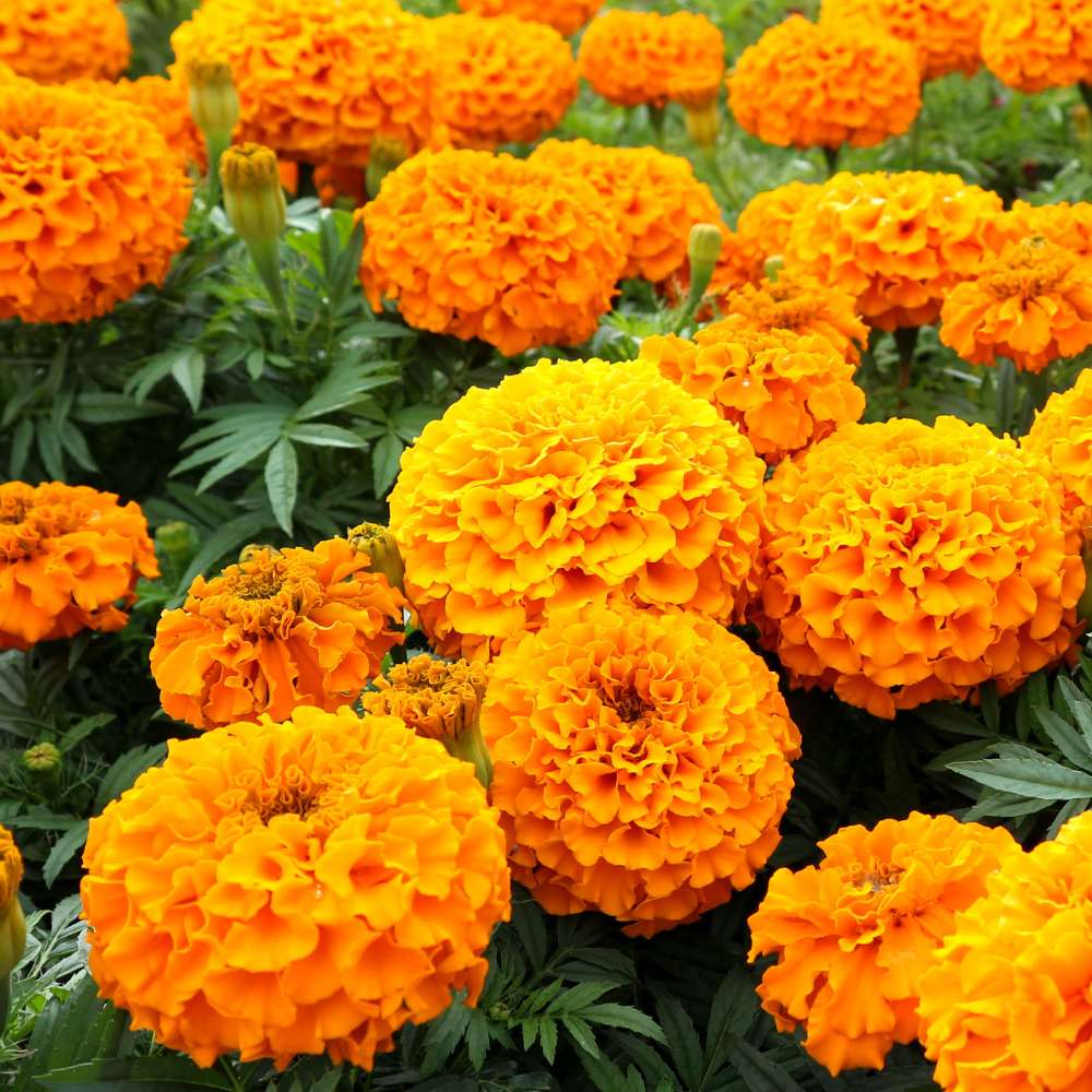 African Marigold Planting Seeds Collection - Premium Quality Seeds