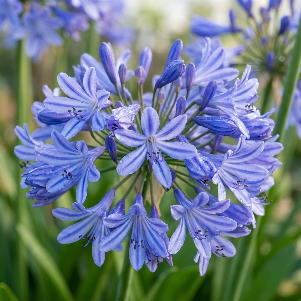 Light Blue Agapanthus Flower seeds for Planting - Fragrant Blossoms, Heirloom & GMO Free Seeds for Home Garden