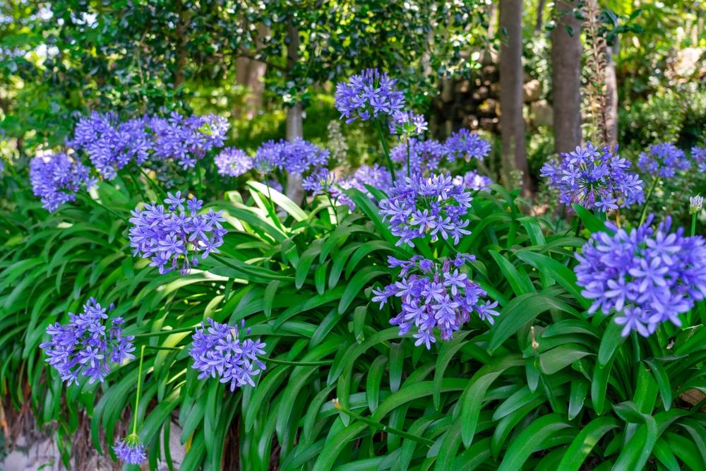 Light Blue Agapanthus Flower seeds for Planting - Fragrant Blossoms, Heirloom & GMO Free Seeds for Home Garden