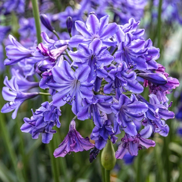 Light Blue Agapanthus Flower seeds for Planting - Fragrant Blossoms, Heirloom & GMO Free Seeds for Home Garden