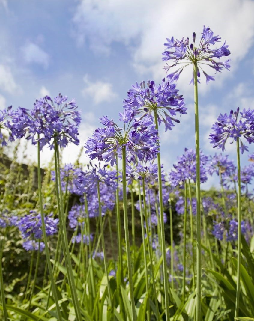 Blue Agapanthus Flower seeds for Planting - Easy to Grow, Heirloom & GMO Free Seeds for Home Garden