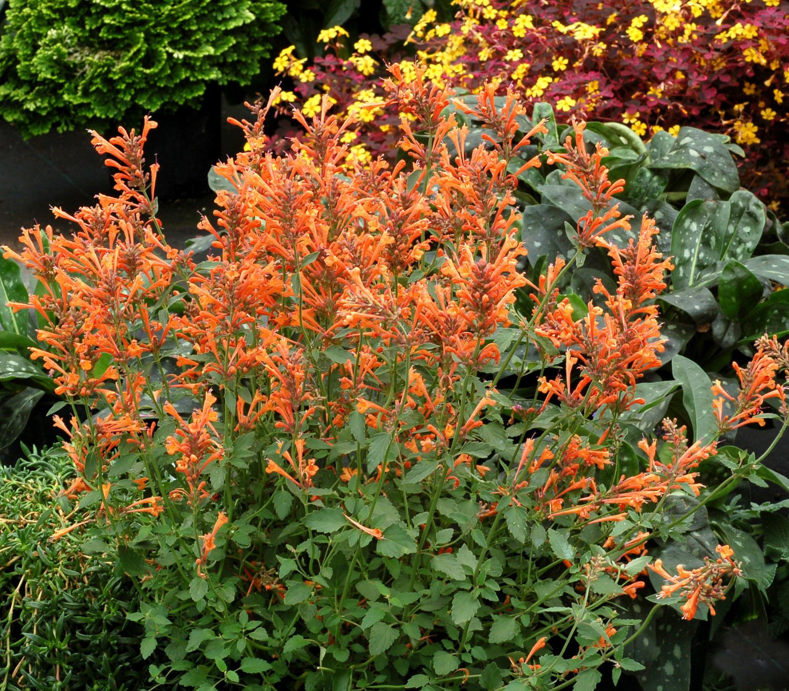 Agastache Arizona Sunset Flower seeds for Planting, Perfect for Borders Heirloom & GMO Free Seeds for Home Garden
