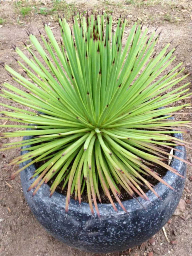 Green Agave Stricta Seeds for Planting