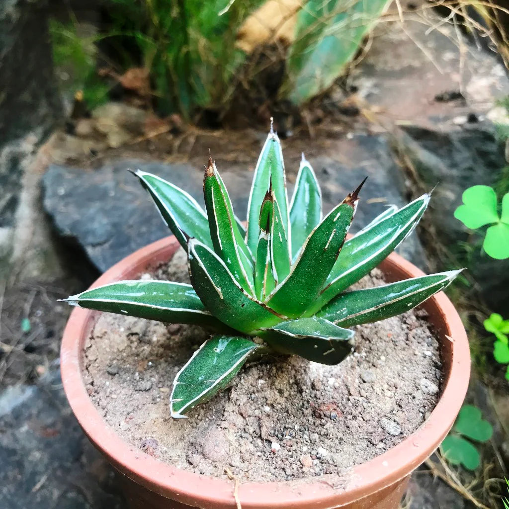 Agave Victoriae Flower seeds for Planting Compact Growth Heirloom & GMO Free Seeds for Home Garden