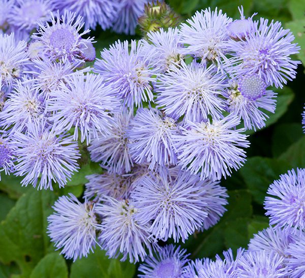 Floss Flower seeds for Planting - Low Maintenance, Heirloom & GMO Free Seeds for Home Garden
