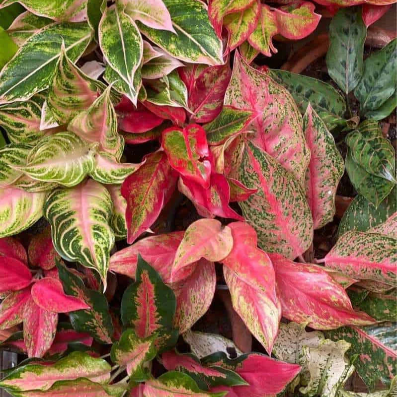 Red Aglaonema Flower seeds for Planting - Wildflower Mix, Heirloom & GMO Free Seeds for Home Garden