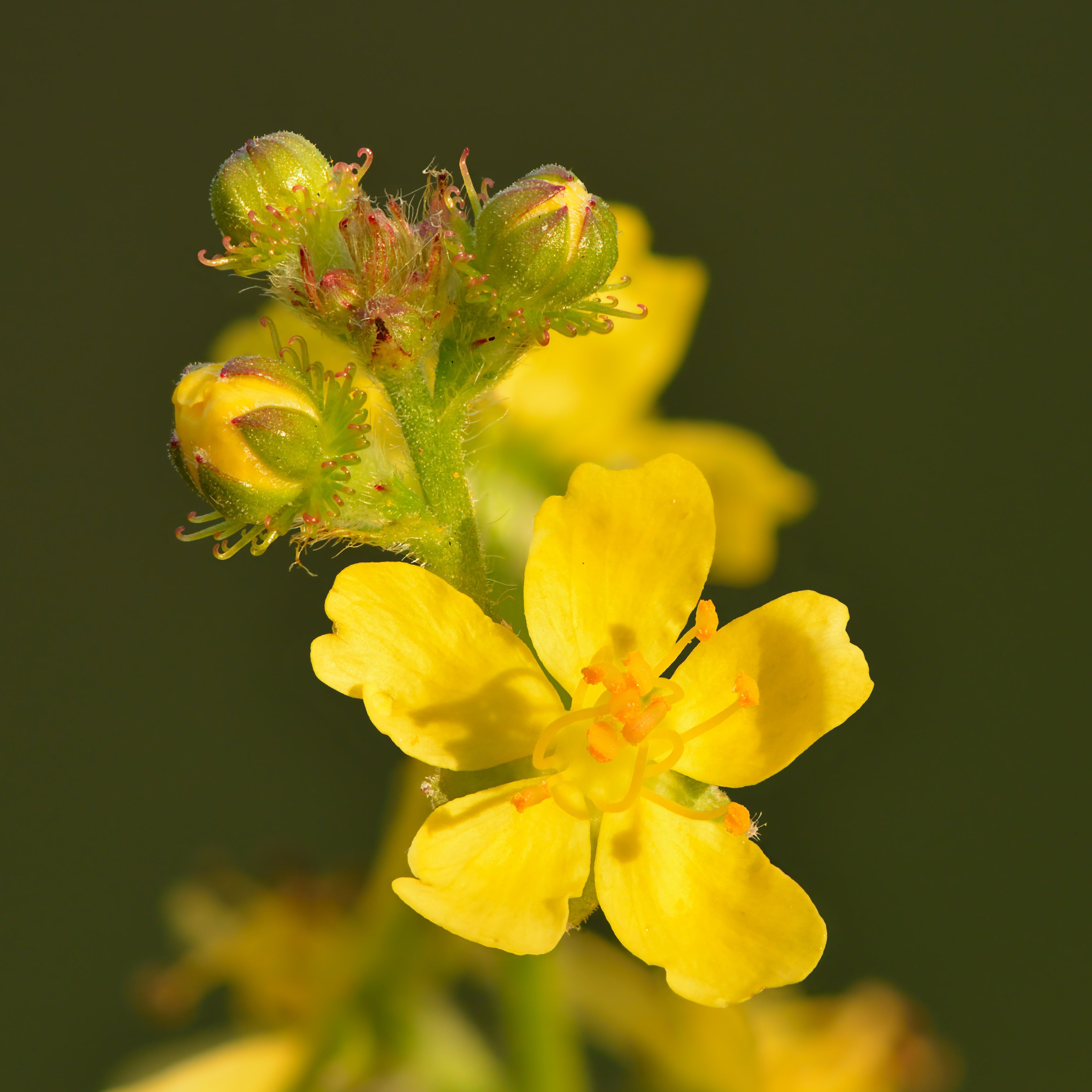 Agrimonia Planting Flower Seeds For Herbal Gardens