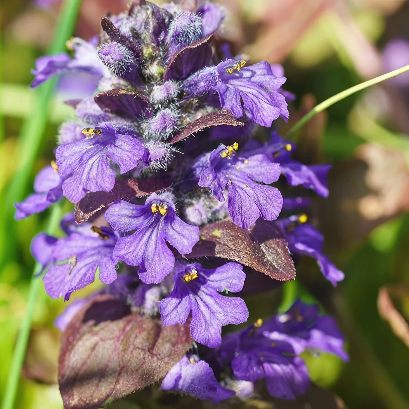 Ajuga Flower seeds for Planting Premium Quality Heirloom & GMO Free Seeds for Home Garden