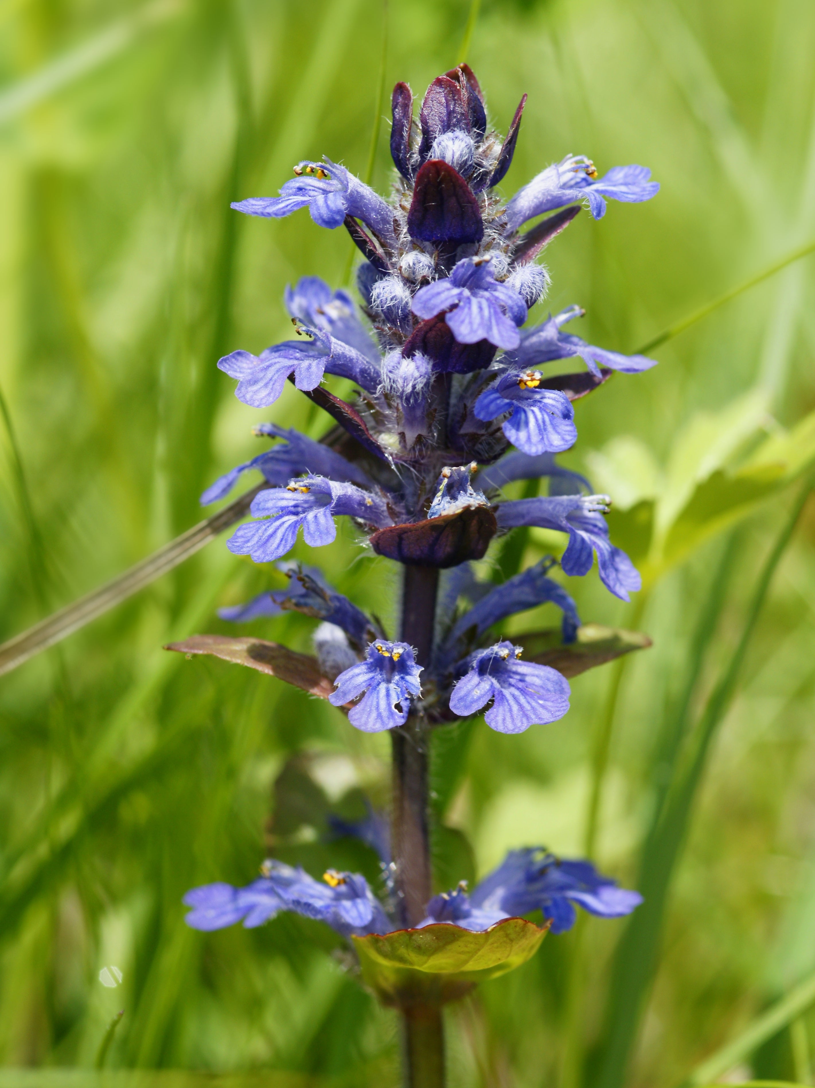 Ajuga Reptans Flower seeds for Planting Premium Quality Heirloom & GMO Free Seeds for Home Garden