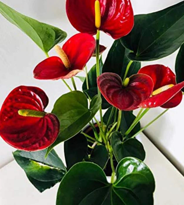 Mixed Anthurium Andraeanum Flower seeds for Planting - Bright Blooms, Heirloom & GMO Free Seeds for Home Garden