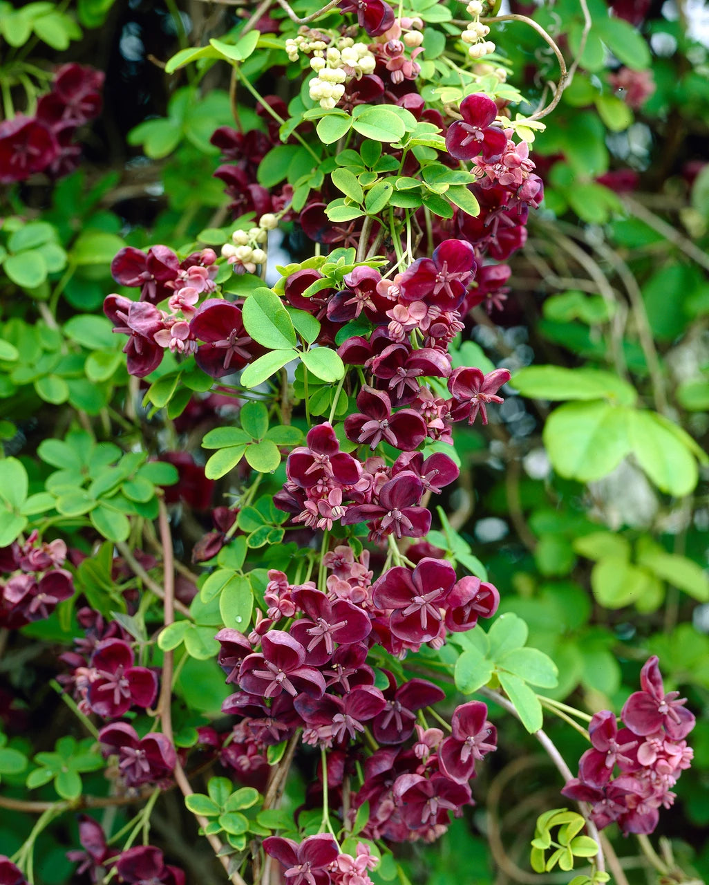 Akebia Quinata Flower seeds for Planting - Cottage Garden Essential, Heirloom & GMO Free Seeds for Home Garden
