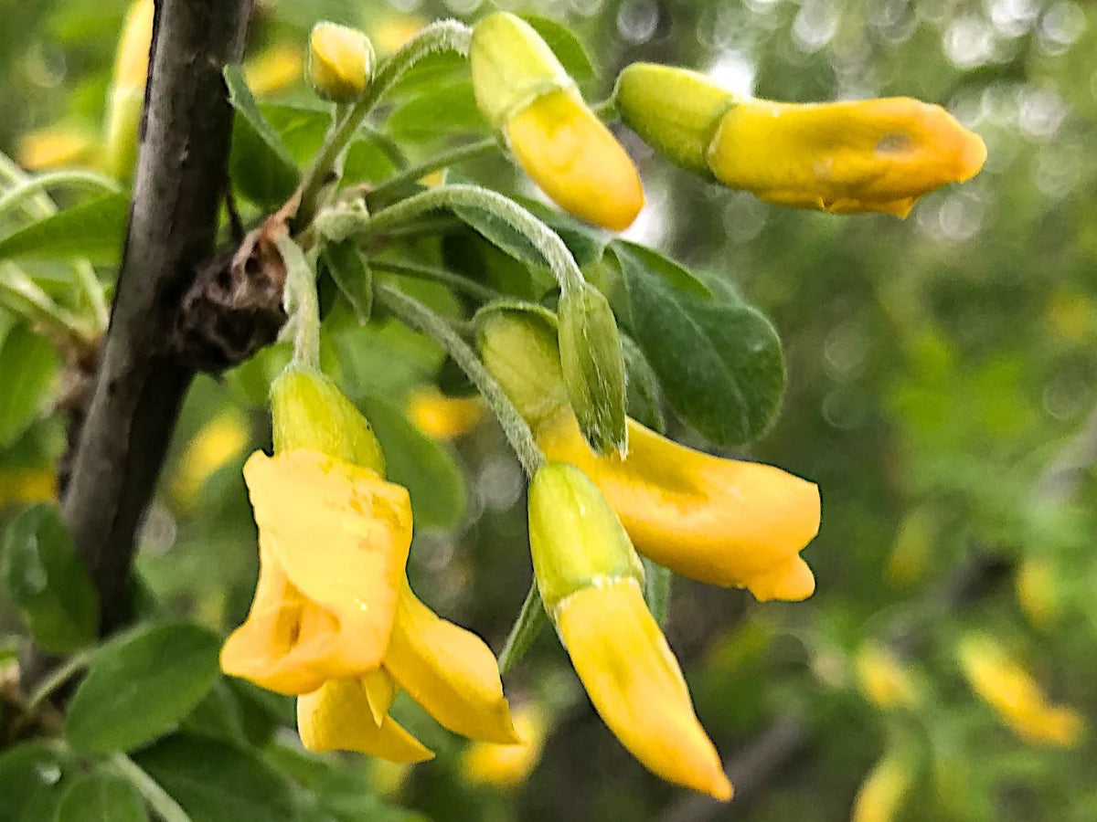 Caragana Arborescens Seeds for Planting - Green Tree Variety