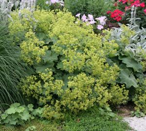 Alchemilla mollis (Lady's Mantle) Seeds for Planting