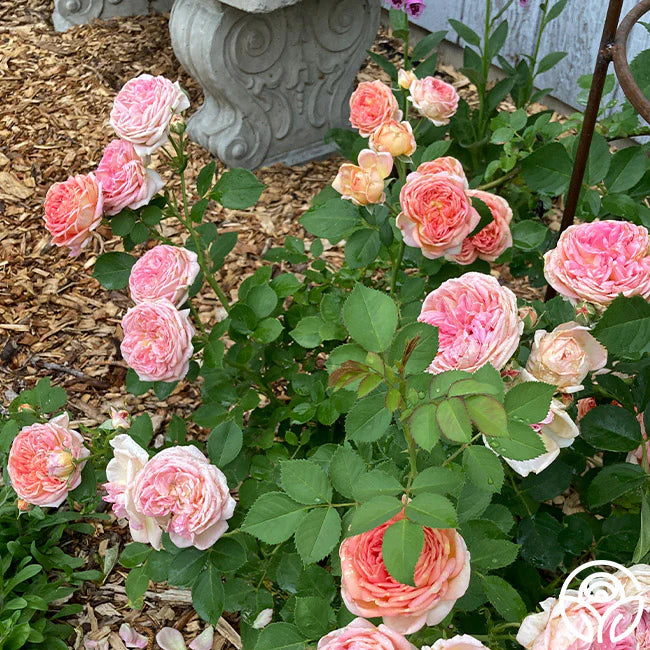 Cream Climbing Perennial Rose Flower Seeds for Planting Cut Flower Favorite Heirloom & GMO Free Seeds for Home Garden
 
 Sale