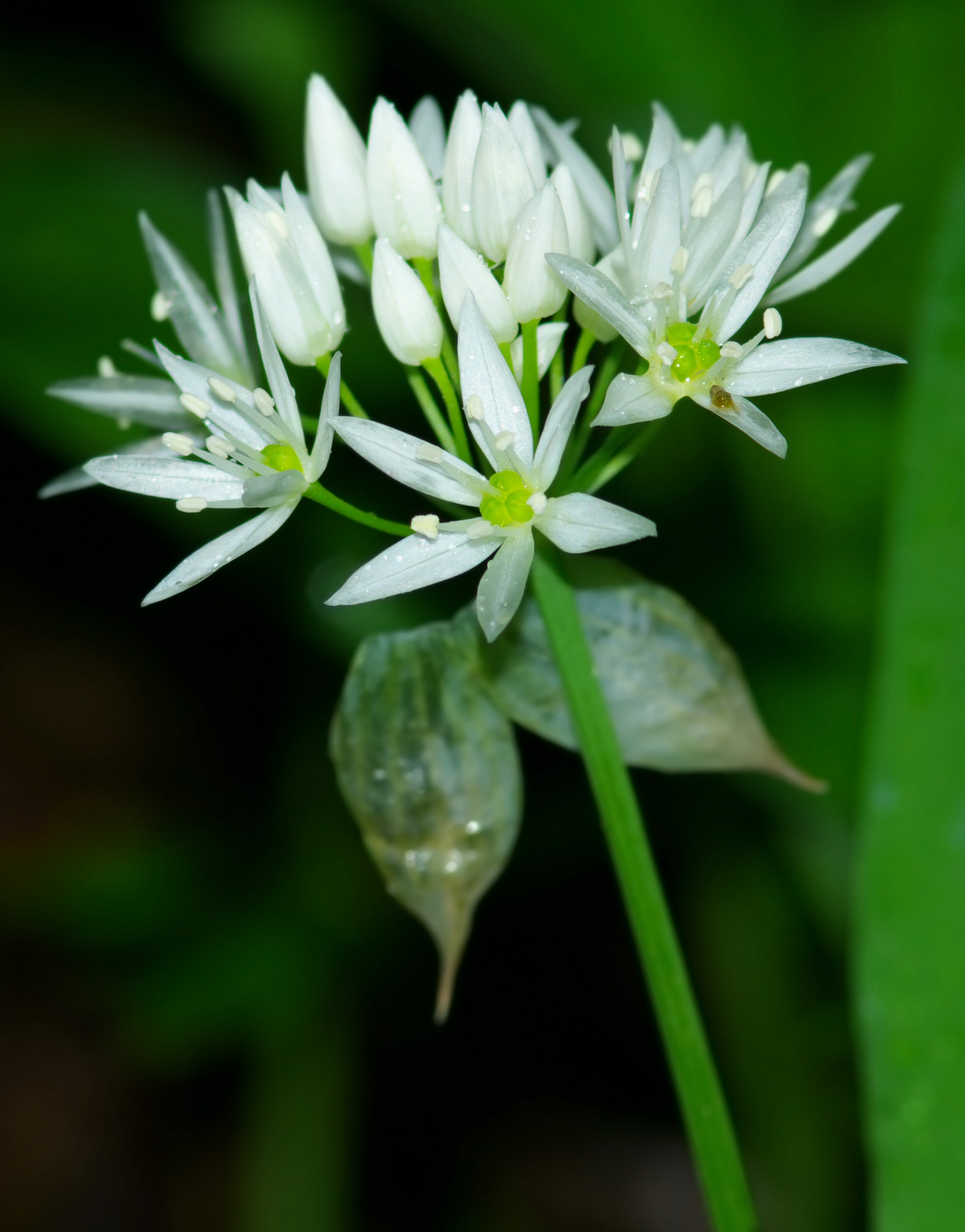 Ramsons Flower seeds for Planting - Perfect for Borders, Heirloom & GMO Free Seeds for Home Garden