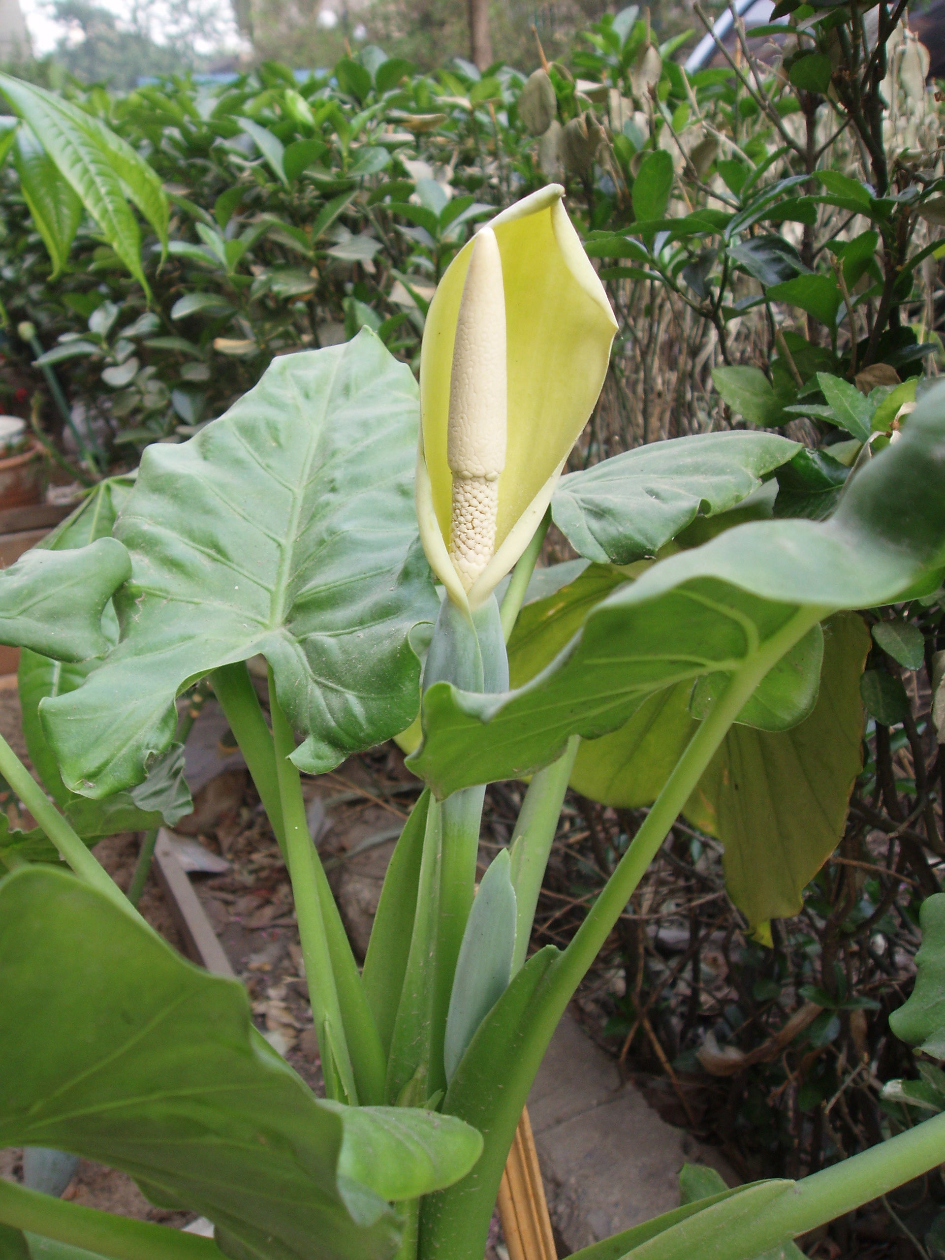 Alocasia Flower seeds for Planting Pollinator Friendly Heirloom & GMO Free Seeds for Home Garden