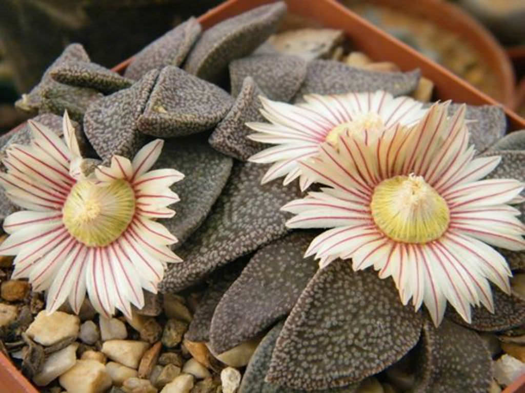 Titanopsis Fulleri Flower seeds for Planting - Low Maintenance, Heirloom & GMO Free Seeds for Home Garden