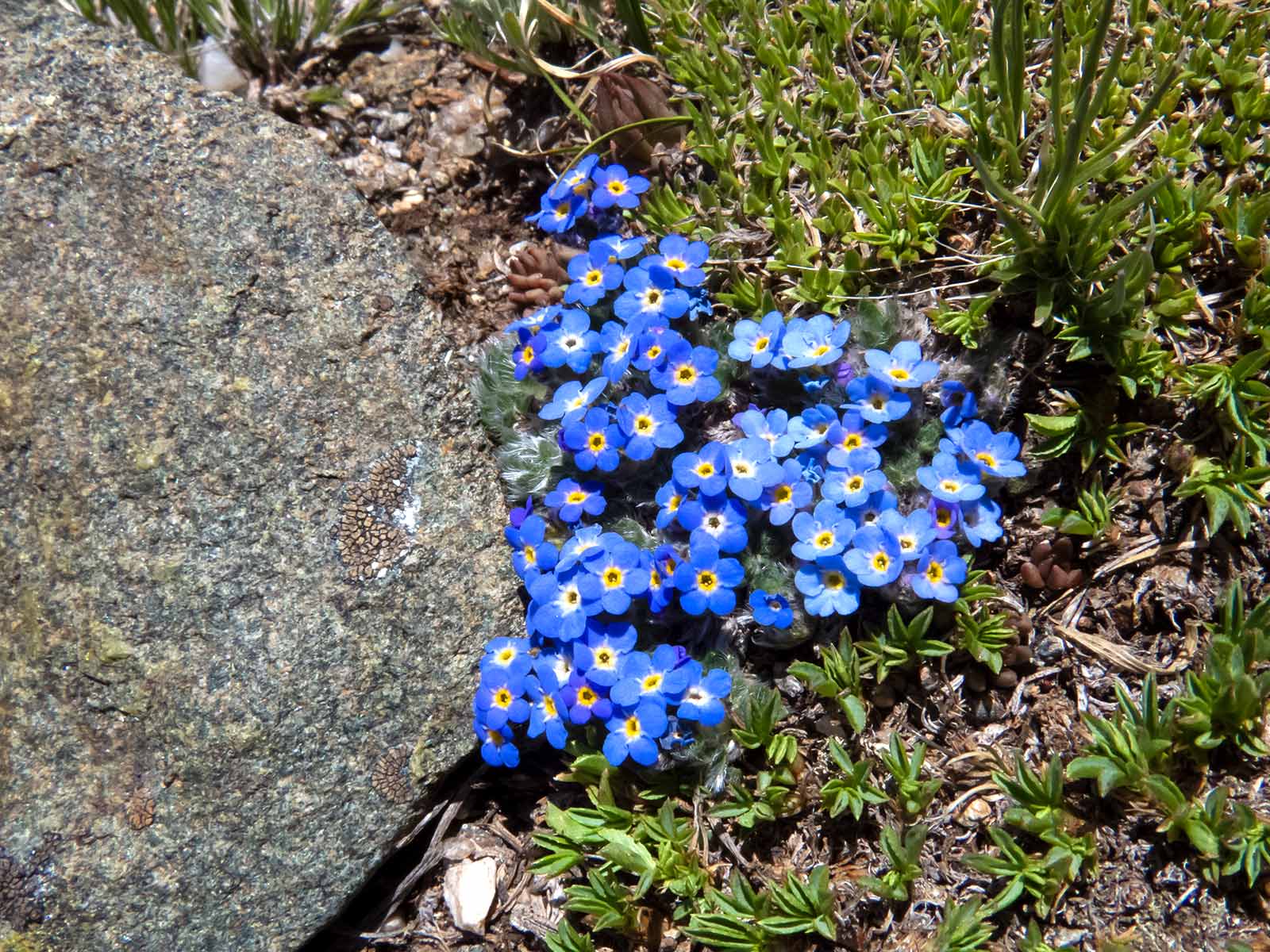 Alpine Flower Seeds Planting Mountain Blooms