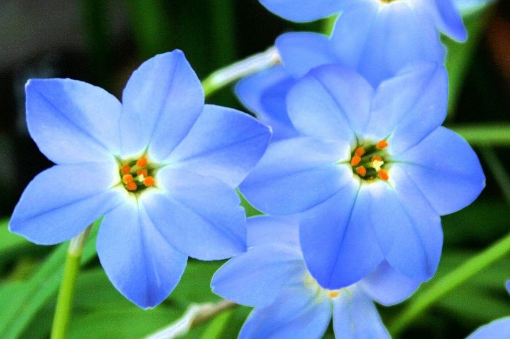 Alpine Flower seeds for Planting - Cottage Garden Essential, Heirloom & GMO Free Seeds for Home Garden