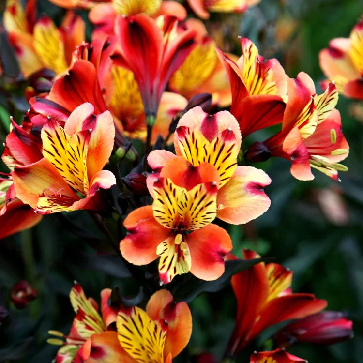 Ornamental Red Yellow Alstroemeria seeds for landscapes