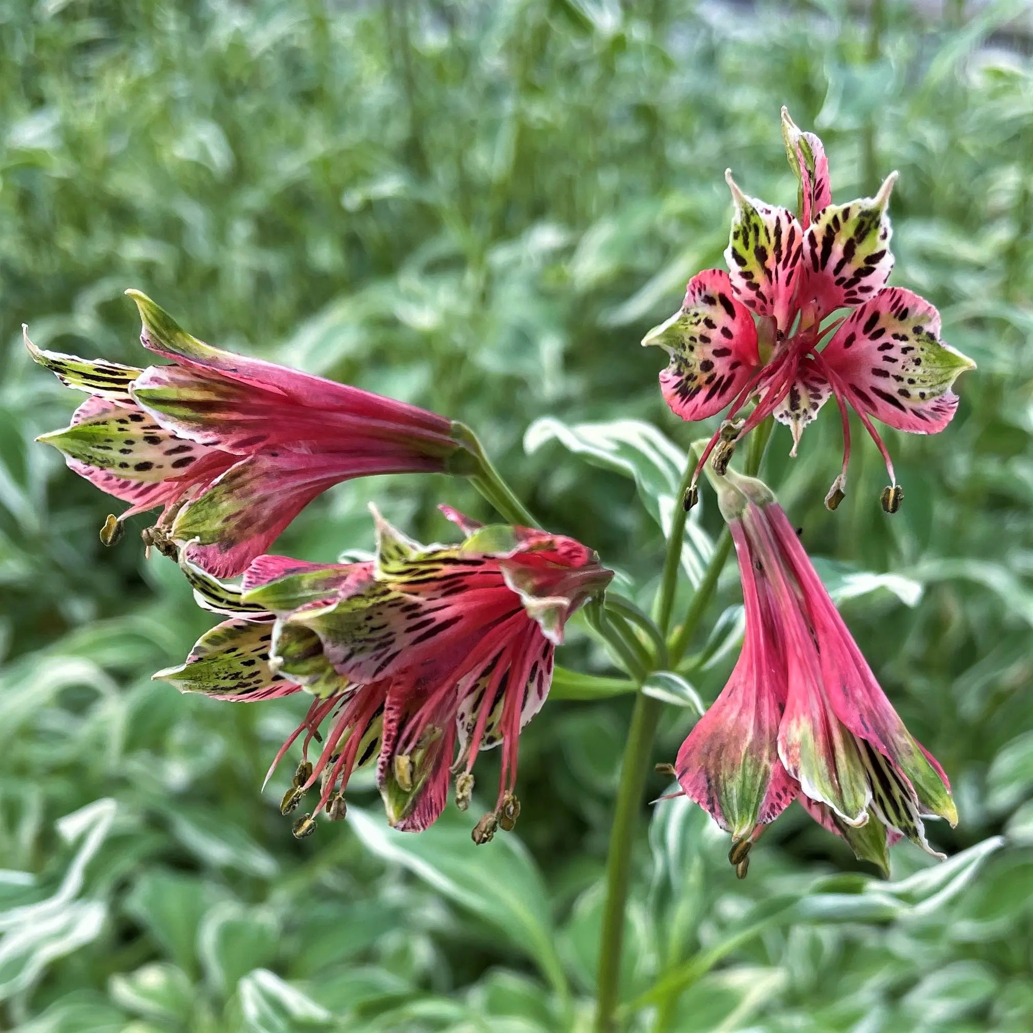 Red Alstroemeria Psittacina Flower Seeds for Planting - Vibrant Annual Blooms