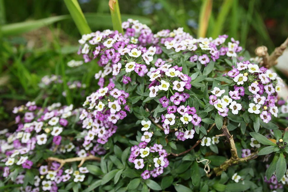 Heirloom Sweet Alyssum Flower seeds for Planting Garden Favorite Heirloom & GMO Free Seeds for Home Garden