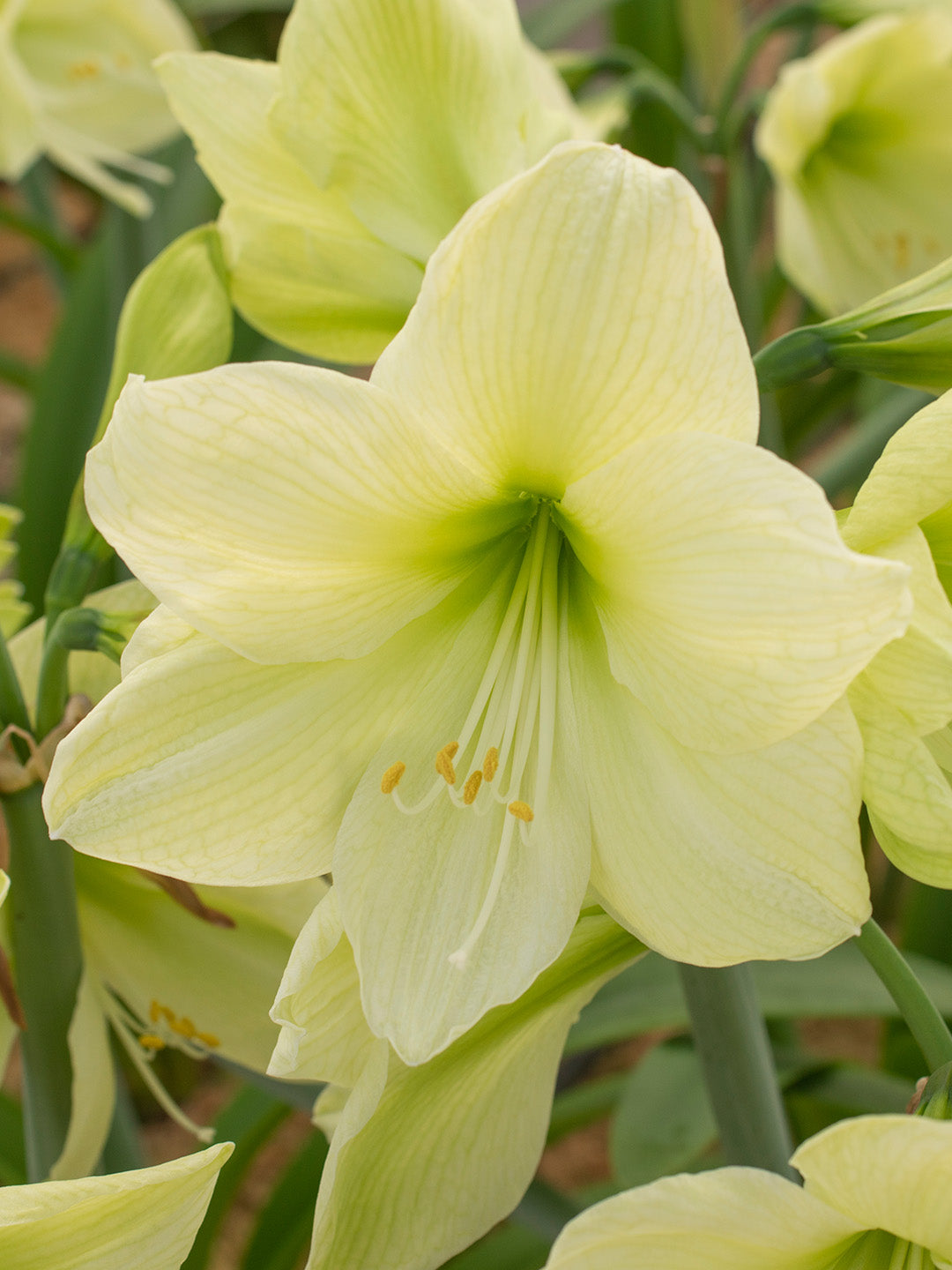 Green Hippeastrum Rutilum Flower seeds for Planting - Easy to Grow, Heirloom & GMO Free Seeds for Home Garden
