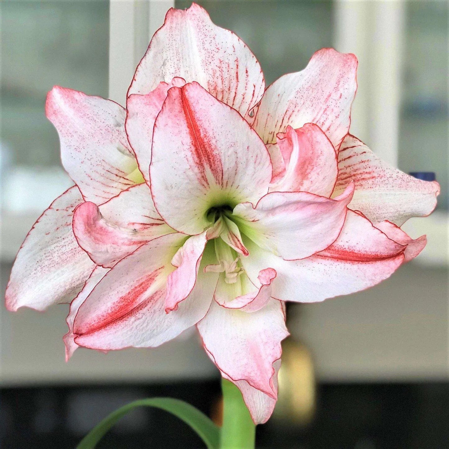 White Pink Amaryllis Flower Seeds for Planting Sun Loving Heirloom & GMO Free Seeds for Home Garden
 
 Sale