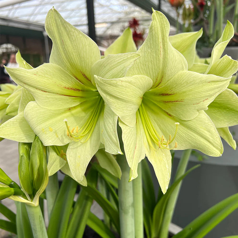 Green Amaryllis Flower Seeds for Planting Perfect for Borders Heirloom & GMO Free Seeds for Home Garden
 
 Sale