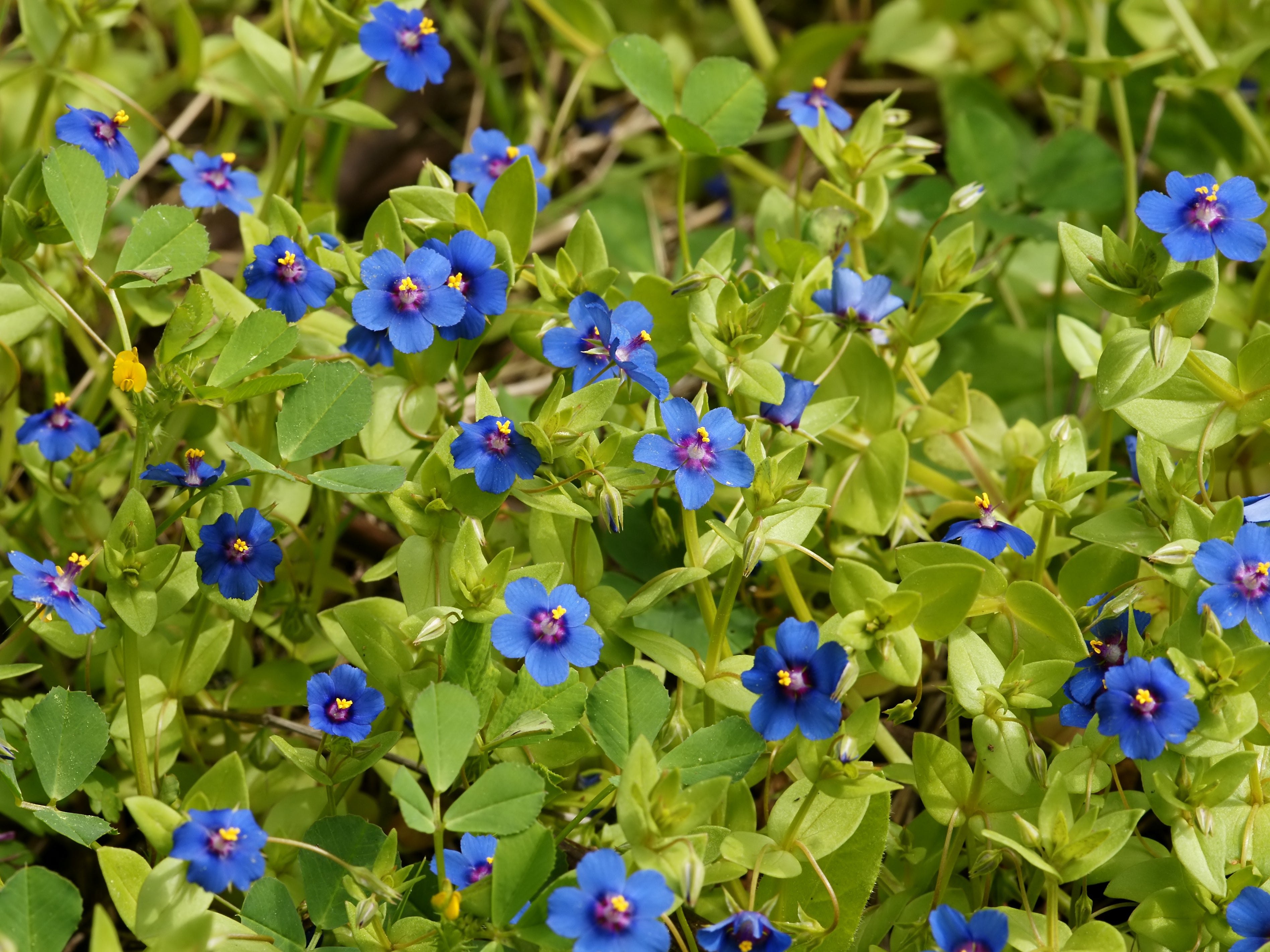 Blue Pimpernel Anagallis Flower seeds for Planting - Wildflower Mix, Heirloom & GMO Free Seeds for Home Garden