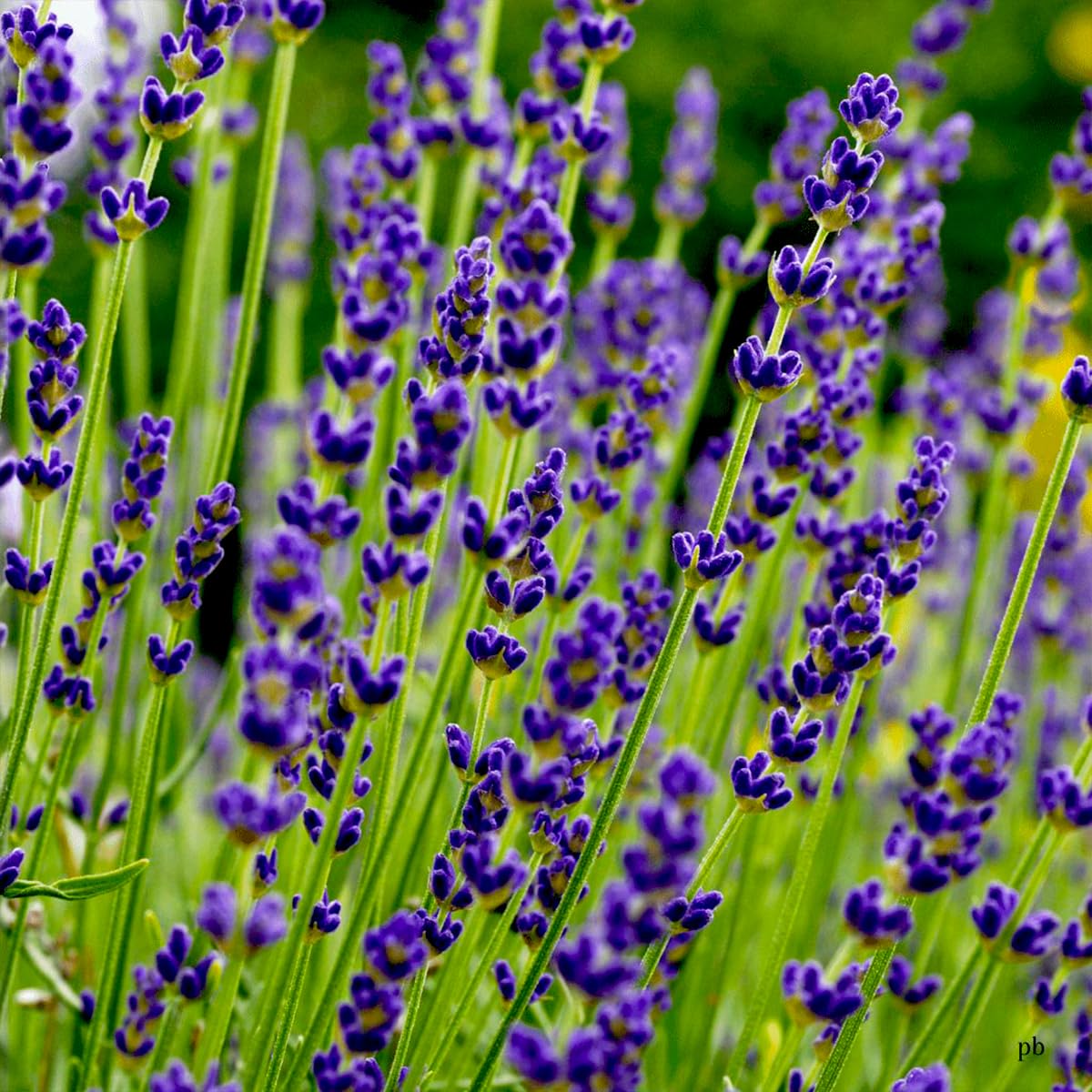 Non GMO Blue Angustifolia seeds
