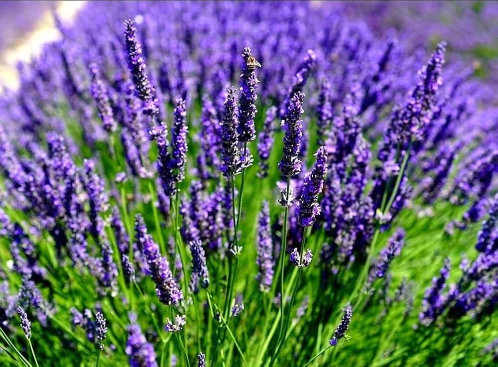 Angustifolia flower seeds for planting