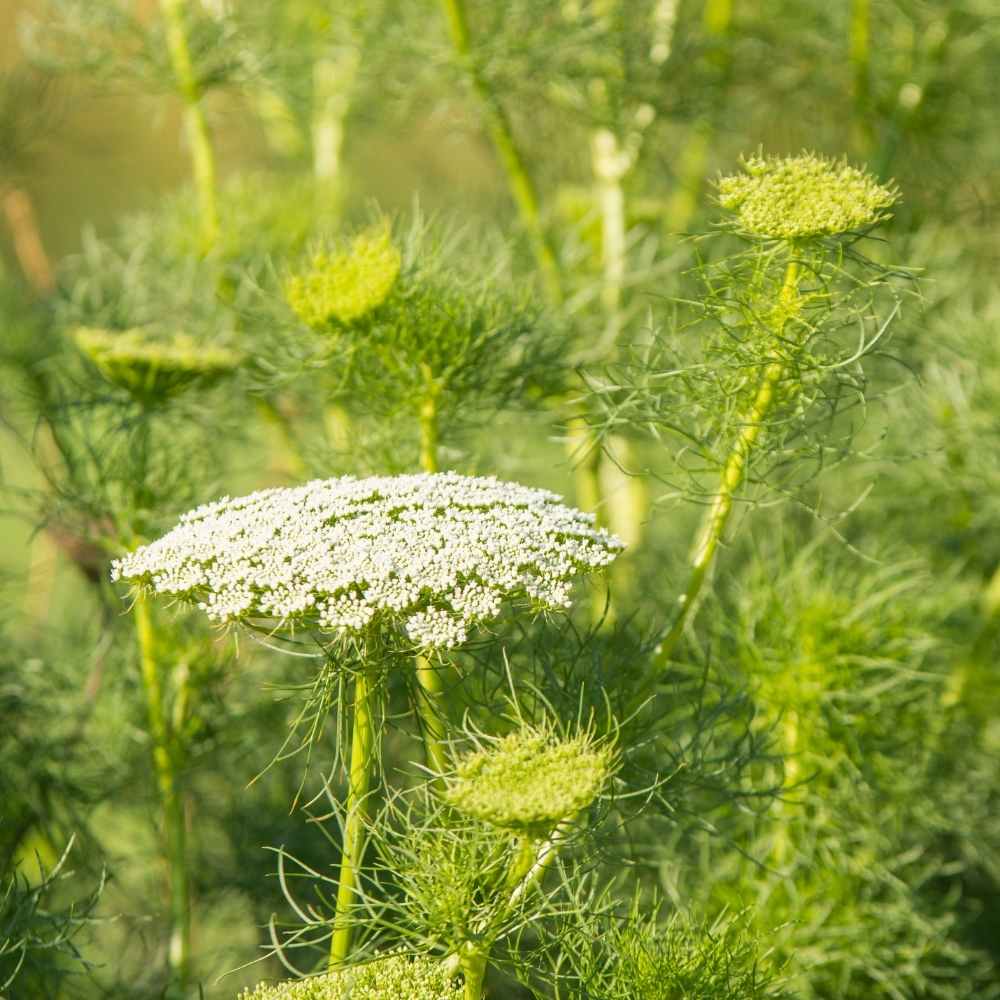 Anise Flower Planting Seeds for Home Gardens