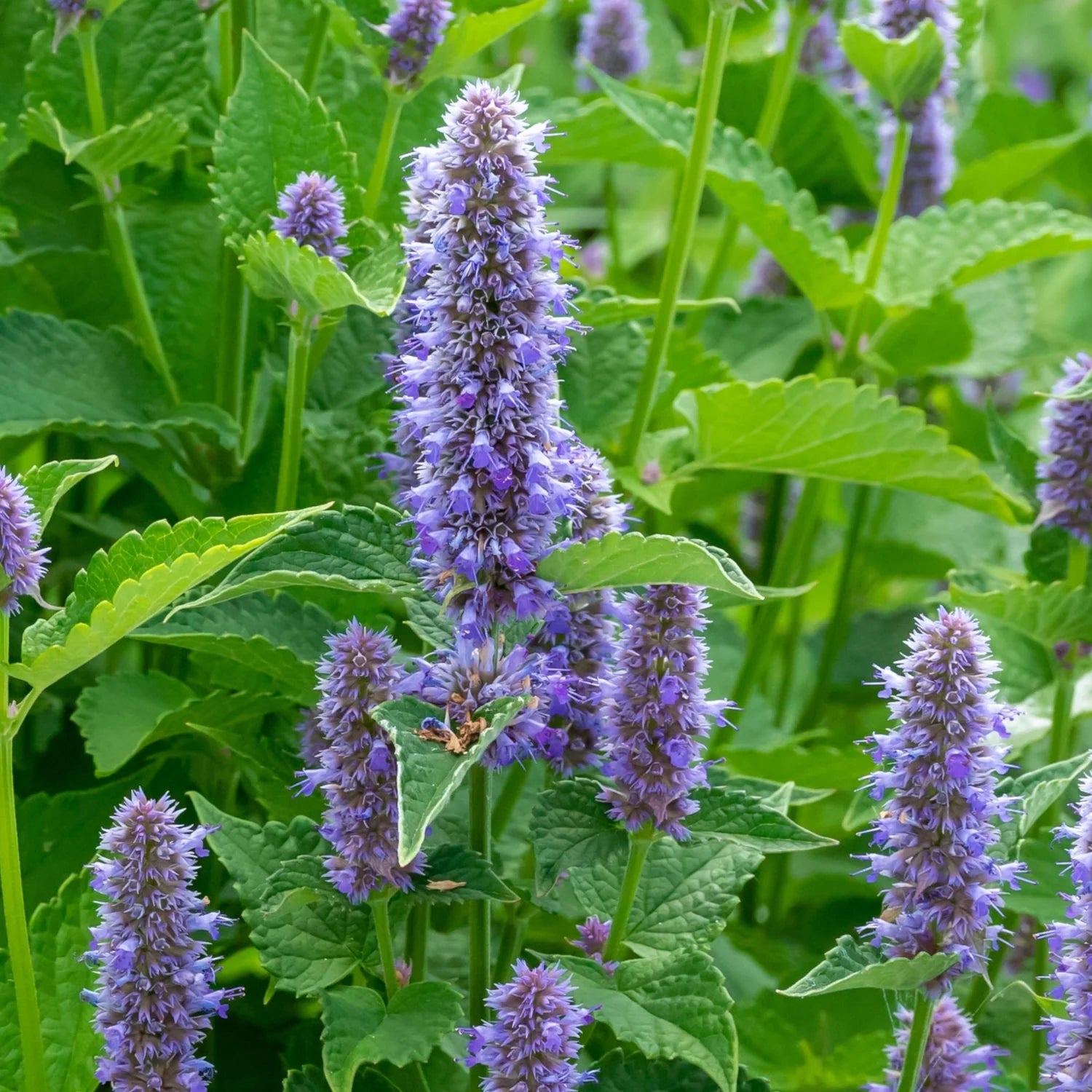 Heirloom Hyssop Flower seeds for Planting Sun Loving Heirloom & GMO Free Seeds for Home Garden