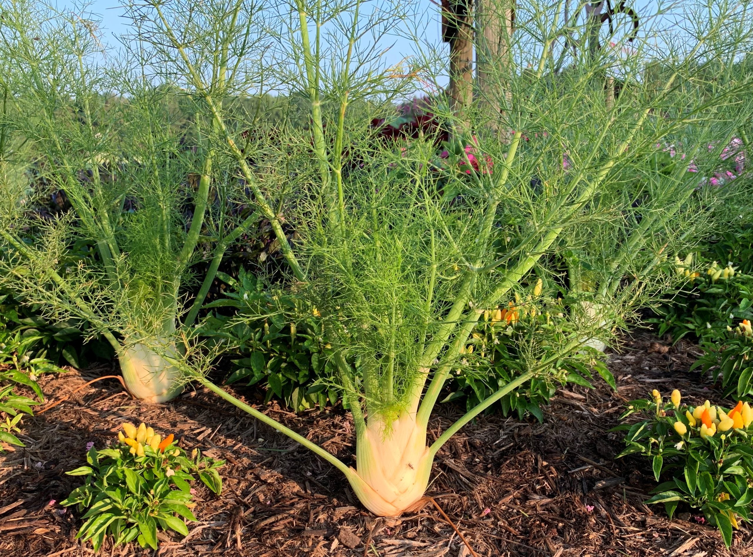 Aromatic Herb Seeds: Planting Foeniculum