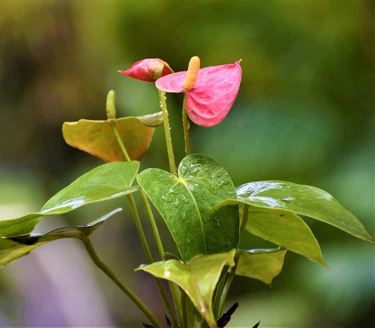 Baby Pink Anthurium Flower seeds for Planting - Compact Growth, Heirloom & GMO Free Seeds for Home Garden