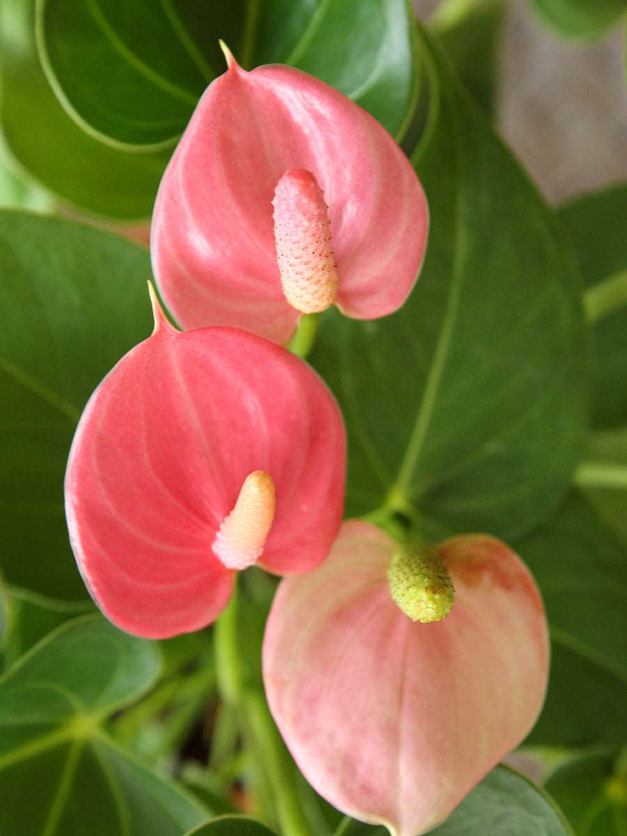 Baby Pink Anthurium Flower seeds for Planting - Compact Growth, Heirloom & GMO Free Seeds for Home Garden