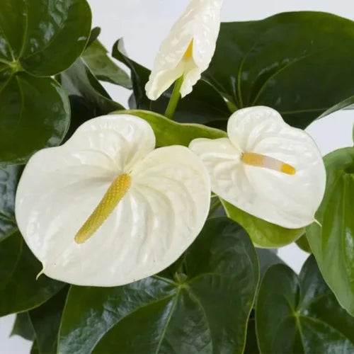 Anthurium seeds for hydroponics planting