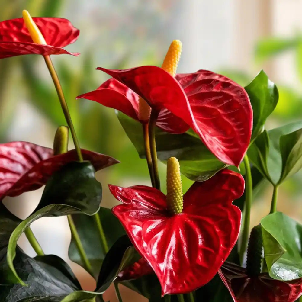 Maroon Anthurium Flower seeds for Planting Colorful Display Heirloom & GMO Free Seeds for Home Garden