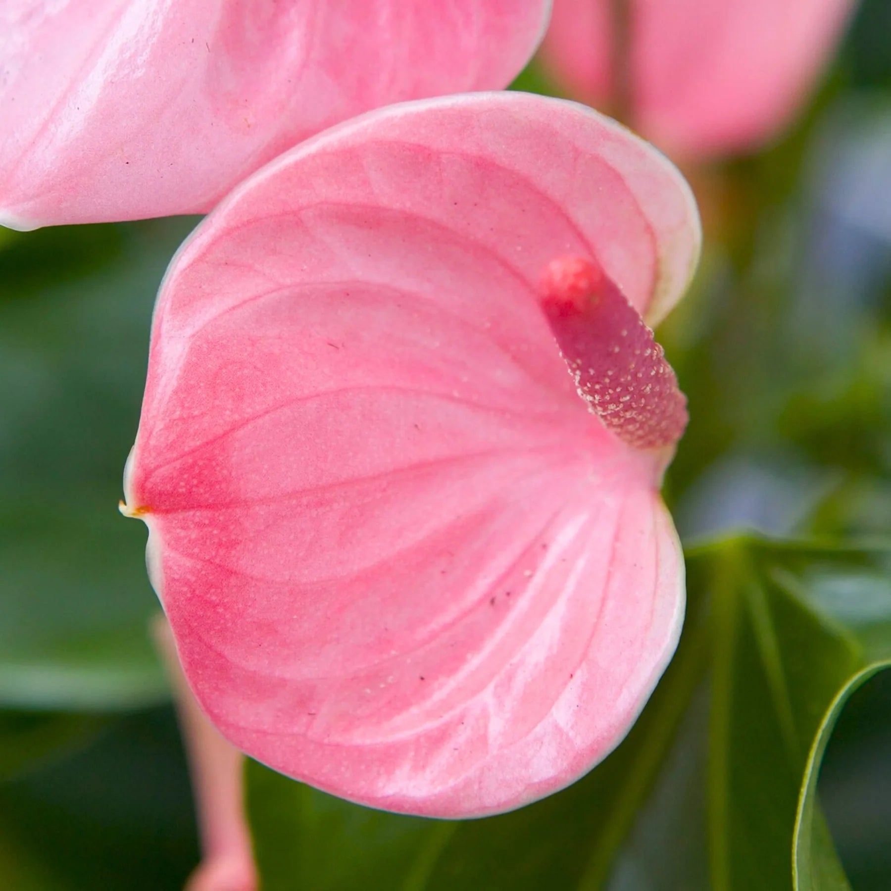 Pink Anthurium Andraeanum Flower Seeds for Planting – Heirloom, Non-GMO, Long Bloom, High Germination