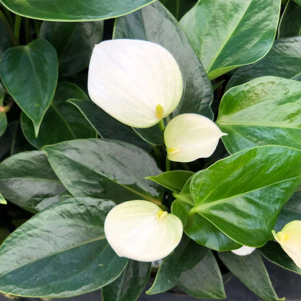 White Araceae Decorative Planting  Seeds for your Better Gardening