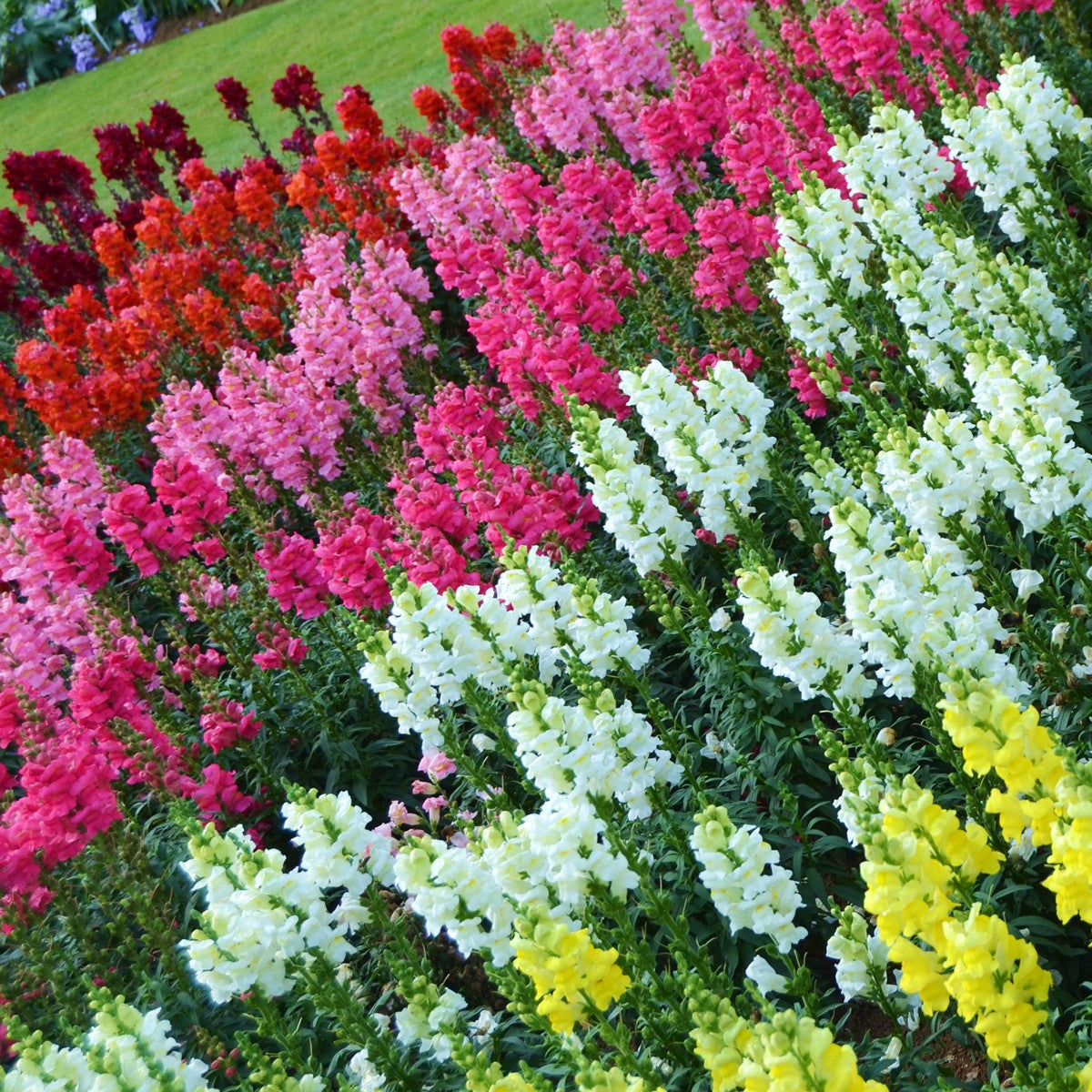 Mixed Snapdragon Flower seeds for Planting - Easy to Grow, Heirloom & GMO Free Seeds for Home Garden