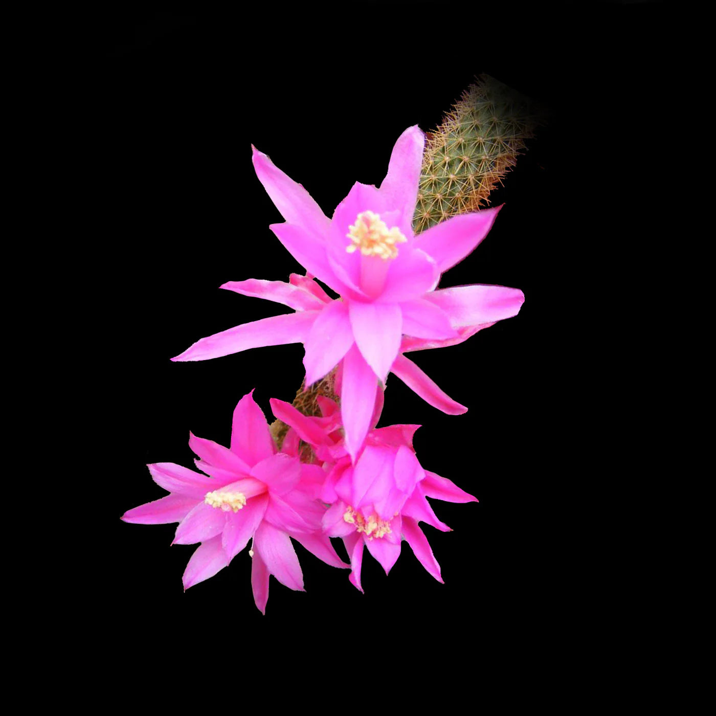 Aporocactus Flower Seed for Plantings for Planting for Garden Planting Heirloom Non-GMO Seeds