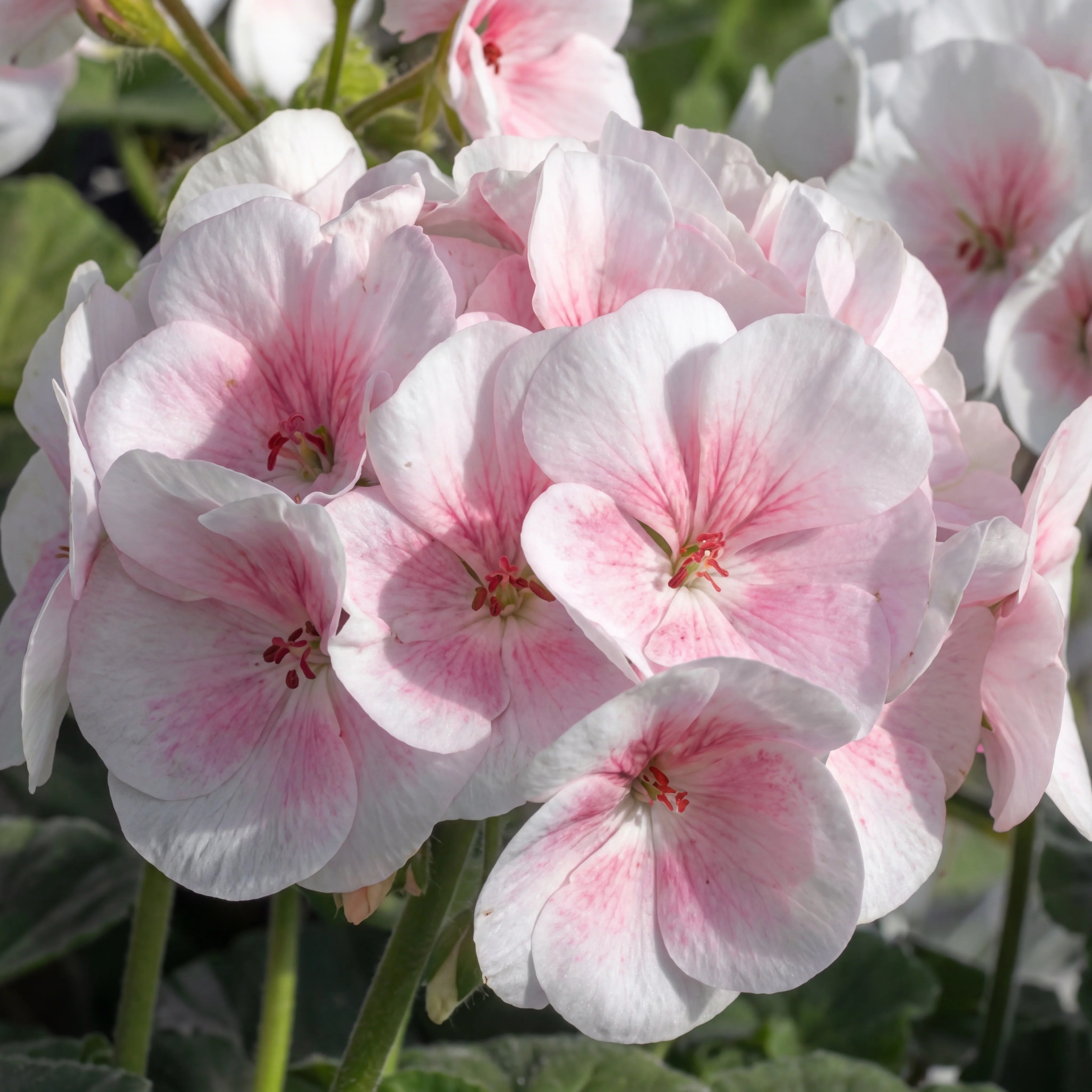 Geranium Mix Apple Blossom Seeds for Planting Vibrant Annual Flowering Plants Heirloom Non-GMO Seeds